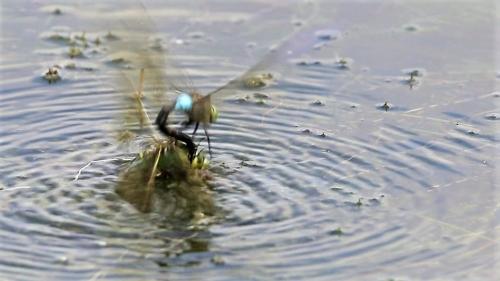 Anax imperator